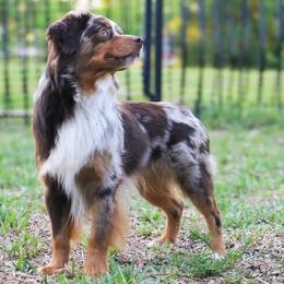Cinch - Miniature Australian Shepherd