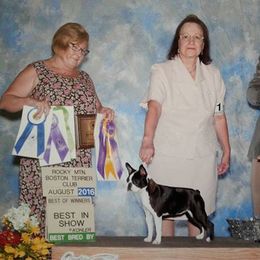 Boston Terrier All Grown Up from Juwell's Bostons