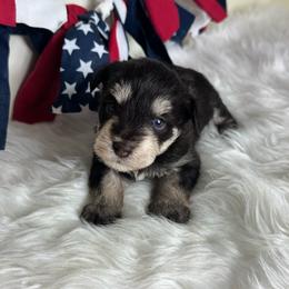 Theodore - Liver male Miniature Schnauzer puppy in Liberty, Texas from Texas Small Town Schnauzers