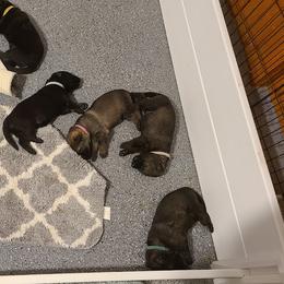 German Shepherd and Siberian Husky Puppies from Sstar