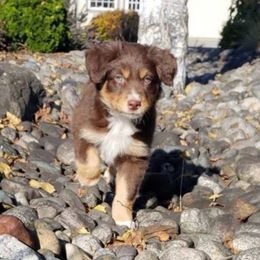 Miniature Australian Shepherd Puppies from Ridgestar Aussies