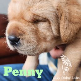 Girl 3 - Labrador Retriever puppy in Priest River, Idaho from Lazy Daisy Labs