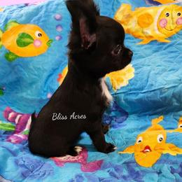 Luna - Black and white female Chihuahua puppy in Ponca City, Oklahoma from Bliss Acres Farm