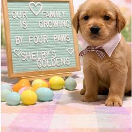 Brown - Dark golden male Golden Retriever puppy in Inverness, Florida from Sydney’s Goldens
