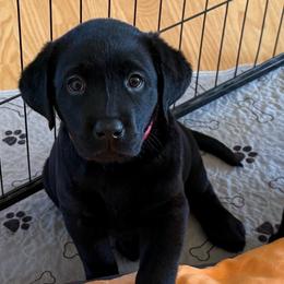 BB - Black female Labrador Retriever puppy in Ranchita, California from Pacific Crest Labradors