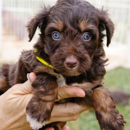 Sofie's Yellow Girl - Red phantom female Aussiedoodle puppy in Burkesville, Kentucky from Bline’s Awesome Aussies, Aussiedoodles & Doxies at the Bline Family Farm