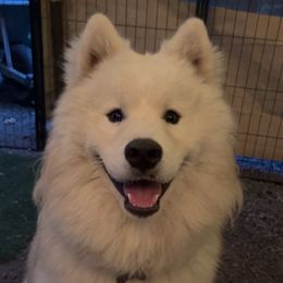 Archie - Samoyed