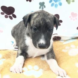 Danny - White and fawn brindle male Whippet puppy in West Plains, Missouri from Sycamore Ridge Puppies