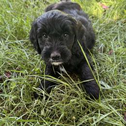 Penne - Black female Goldendoodle puppy in Eugene, Oregon from Oregon's Oodles of poodles & doodles