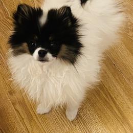 Poppy - Black parti female Pomeranian puppy in Buck Valley, Pennsylvania from Buck Valley Pomeranians
