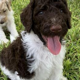 Goldendoodles and Poodles from Mesquite Kennels