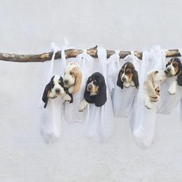 Basset Hounds from Triple Hill Farm