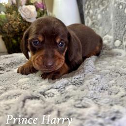 Prince Harry - Chocolate and tan male Dachshund puppy in Aiken, South Carolina from State Eight Dachshunds