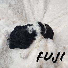 Bernedoodle and Poodle Puppies from Doodles-by-Delilah