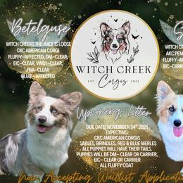 American Corgi puppies from Witch Creek Corgis