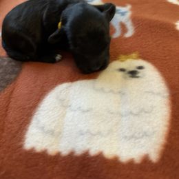 Girl 2 - Black female Schnoodle puppy in Columbia, South Carolina from DM Schnoodles and schnauzers
