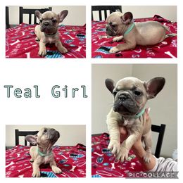 French Bulldog Puppies from DDV French Bulldogs