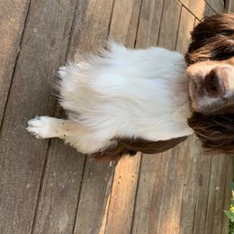 English Springer Spaniel, Field Spaniel, and Labrador Retriever All Grown Up from Three Doves