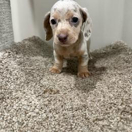 Dora - Fawn (isabella) and cream female Dachshund puppy in New Iberia, Louisiana from Finleys Babies