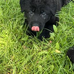 German Shepherd Puppies from Bolwerk’s 3B Acres