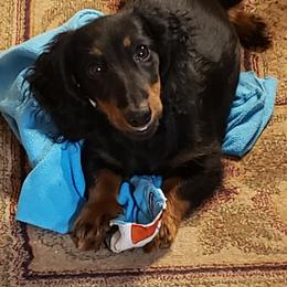 Dachshund Puppies from Mel's LowRider Ranch