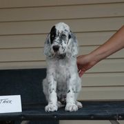 English Setter Puppies from Blu'Star English Setters