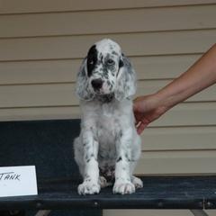 English Setter Puppies from Blu'Star English Setters