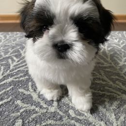 CHILLI - Red and white Shih Tzu puppy in Palm Bay, Florida from Liza's Shih Tzus