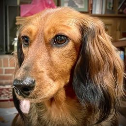 Little Martha - Dachshund