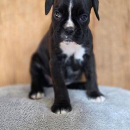 Diamond - Brindle female Boxer puppy in Thompson, Pennsylvania from Moonlitboxers