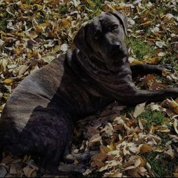 Jackson's Eevee - Cane Corso