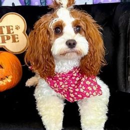 Cavapoos from Elway’s Cavapoo’s