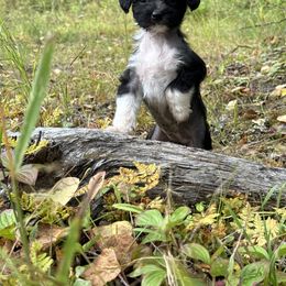 Chinese Crested Puppies from Bare Nakeys