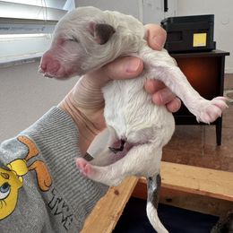 Chocolate Boy - Brown and white male Sheepadoodle puppy in Kissimmee, Florida from Sunflower Family Farms