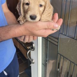 Dachshund Puppies from Loveland Doxies