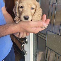 Dachshund Puppies from Loveland Doxies