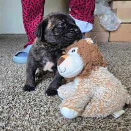 Vinnie - Black brindle male Cane Corso puppy in Tabor City, North Carolina from Dream Team Kennels
