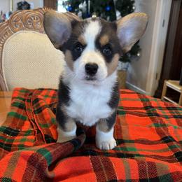 Cardigan Welsh Corgi Puppies from Fairy Tail Cardigan Welsh Corgi's