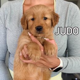 Judo - Dark golden female Golden Retriever puppy in Rancho Cucamonga, California from Robinson Retrievers