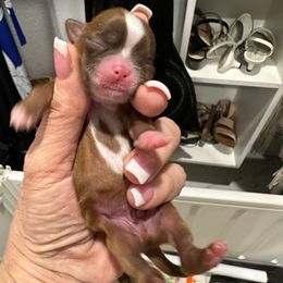 Remi - Black male Shih Tzu puppy in Mineola, Texas from RL Phillips Shihtzus