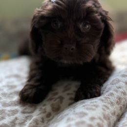 Brody - Brown male Maltipoo puppy in Colonial Beach, Virginia from BeachRidge Pups