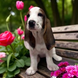 Widdle - Black brown and white female Basset Hound puppy in Pilot Mtn, North Carolina from Lowdown Love Basset Hounds