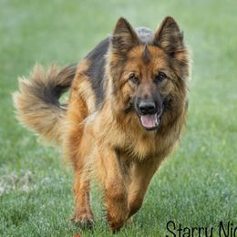 Cassie - German Shepherd