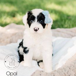 Aussiedoodle, Australian Shepherd, Old English Sheepdog, and Sheepadoodle Puppies from Star Garnet Pups