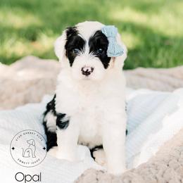 Aussiedoodle, Australian Shepherd, Old English Sheepdog, and Sheepadoodle Puppies from Star Garnet Pups