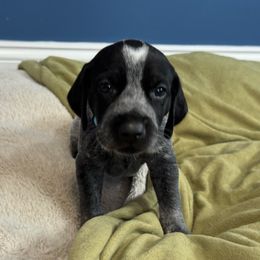 Paul McCartney - German Shorthaired Pointer puppy from Onyx Retrievers