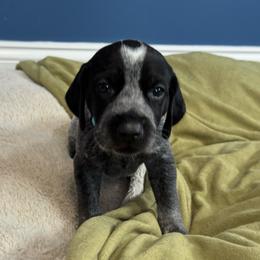 Paul McCartney - German Shorthaired Pointer puppy from Onyx Retrievers