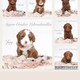 Australian Labradoodle Puppies from Sugar Cookie Australian Labradoodles