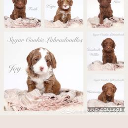 Australian Labradoodle Puppies from Sugar Cookie Australian Labradoodles