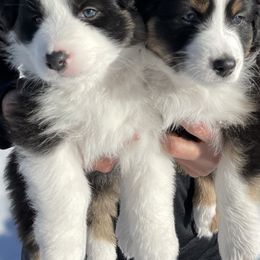 Australian Shepherd Puppies from Country Court Aussies
